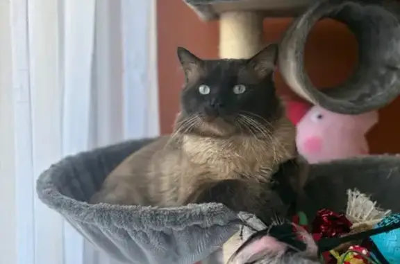 Animaux perdus Nébian, photo: Chat perdu, Chemin de Cantamerle, Nébian