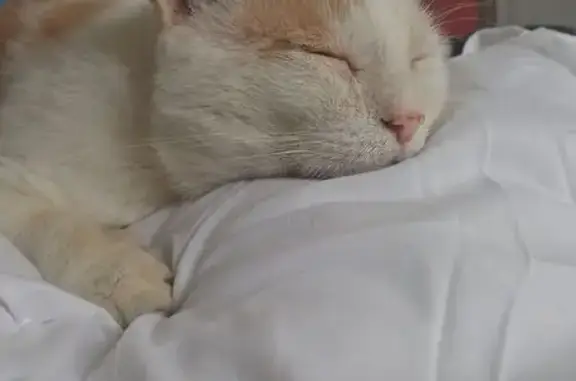 Chat perdu, Rue nationale, Rosny-sur-Seine - mâle de 6 ans - photo
