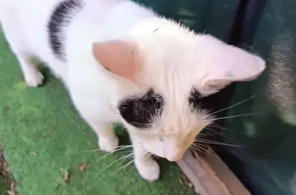 Animaux trouvés Paris, photo: Chat trouvé, Vert-le-Petit, Paris - collier GPS