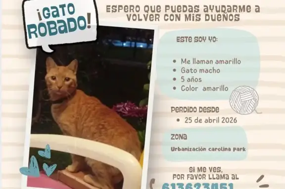 Perdido gato, Blvd Ashmawi, Marbella - photo