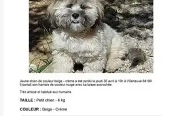 Chien perdu, Chemin Saint-Jean, 580, Villeneuve, Paris - petit Lassa abso - photo