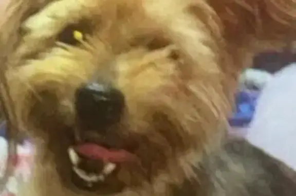 Cachorro perdido Fêmea (brl002720) - photo