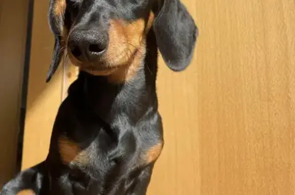 Perdido perro, Benavente, Castilla y León - negro con manchas fuego - photo