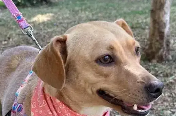 Cachorro perdido Fêmea (brl002721) - photo