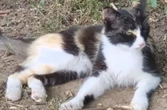 Chat perdu, Nanterre, photo: Chat perdu, Résidence les Cigalons, 8, Marseille - chatte tricolore
