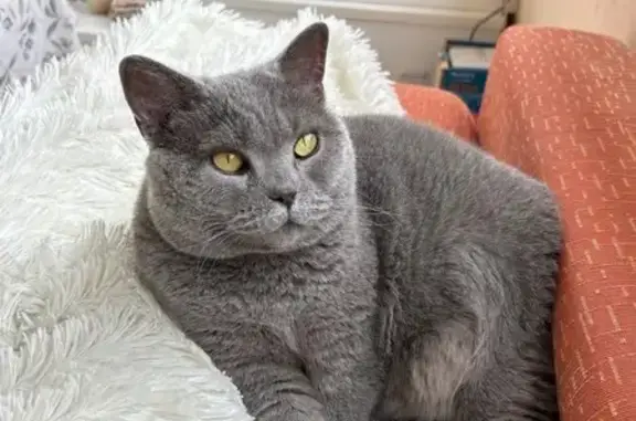 Perdido gato, Carrer Cuana, 35, Roses, Figueres - hembra gris con mancha marrón - photo
