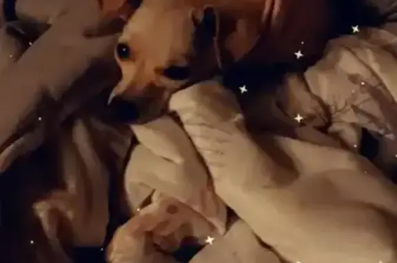 Lost dog, Ayeta Lane, El Paso - light tan color, big nose and ears - photo