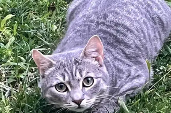 Chat perdu, Boulevard de la Mer, Hendaye - mâle de petite taille - photo