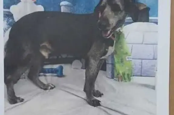 Cachorro perdido Macho (brl002722) - photo