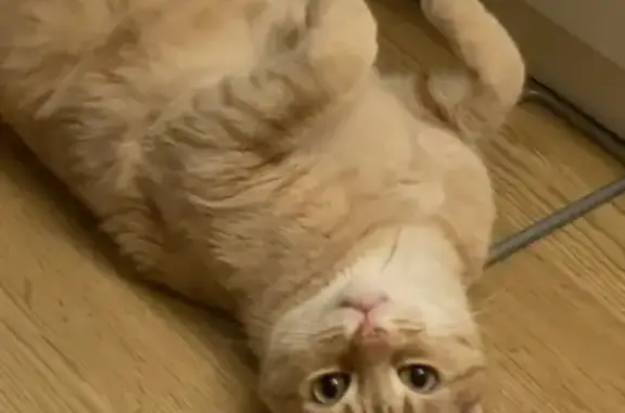 Perdido gato, Costanilla de los Desamparados, 11, Madrid - responde a Naranjin - photo
