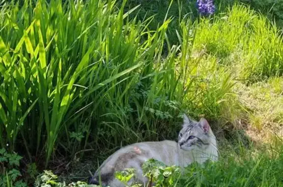 Chat perdu, Rezé, photo: Chat perdu, Rue du Petit Choisy, Rezé - pelage crème, yeux bleus