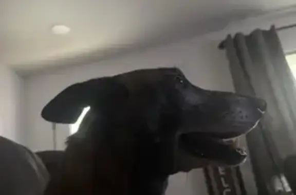 Lost dog, Hill Road, Seaford - black and brown Belgian malinois - photo