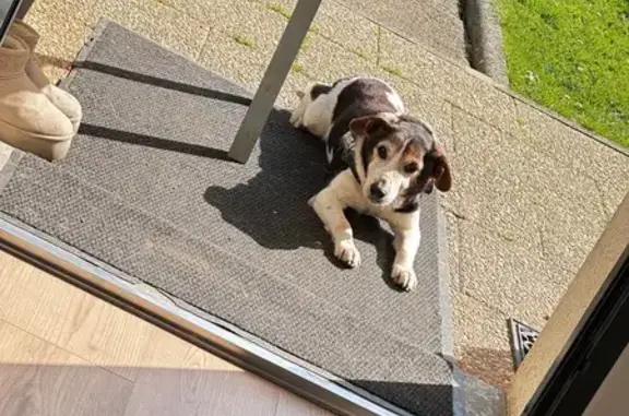 Chien perdu Rouen, photo : Chien perdu, Yvetot, Normandie - Lewis, mâle de 13 ans