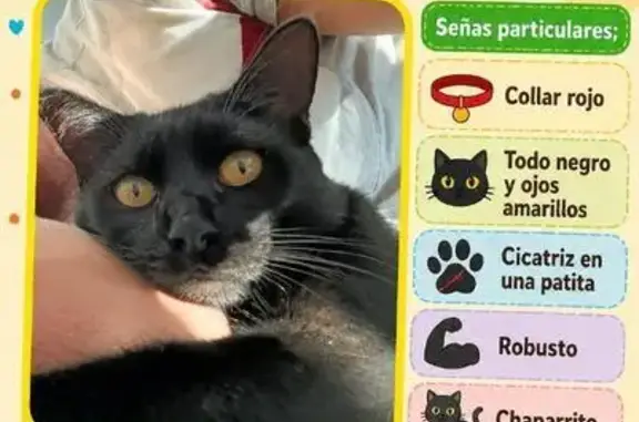 Gato perdido Macho, Zapopan (m...