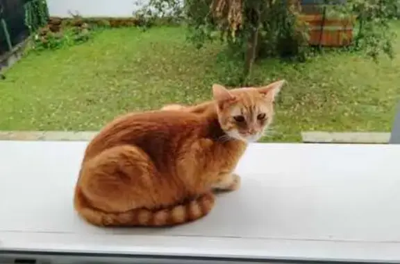 Animaux perdus Mulhouse, photo: Chat perdu, Rue des Marguerites, Herrlisheim - femelle rousse