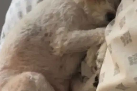Lost dog, South State Street, Chicago - female with white fur - photo