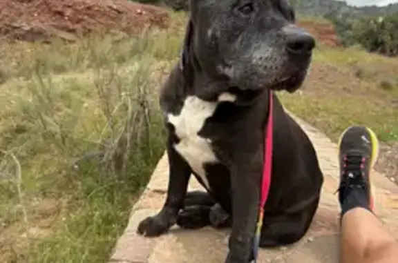 Perdido perro, Diseminado R32, 95, Málaga - negro con pecho blanco - photo