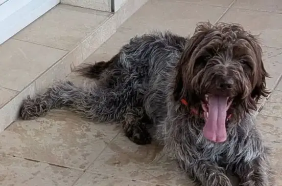 Chien perdu, Route de Tallard, 2310, Fouillouse, Marseille - Griffon Korthals mâle - photo