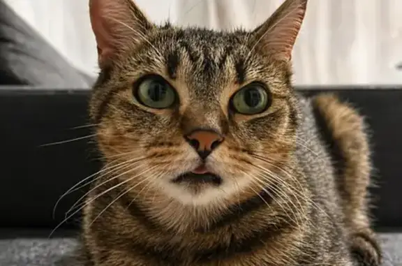 Animaux perdus Paris, photo: Chat perdu, Rue Jean Hoepffner, Strasbourg - Arès, Européen