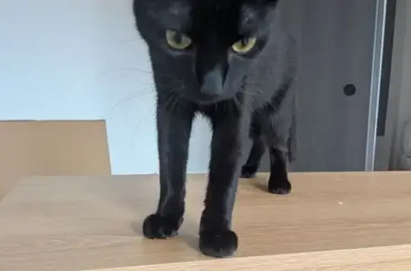 Chat perdu, Rue de la Colonie, Paris - jeune mâle noir avec tâche sur le cou - photo