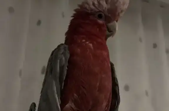 Animaux perdus Paris, photo: Oiseau perdu, Rue Jean Giraudoux, 9, Évreux - cacatoes rosalbin