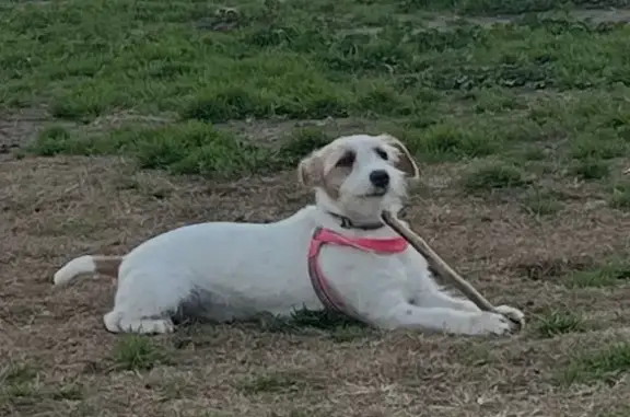 Perdido perro, Barcelona, la Nova Esquerra de l'Eixample - arnés rosa y collar verde - photo