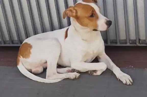 Cachorro encontrado Macho (brf002723) - photo