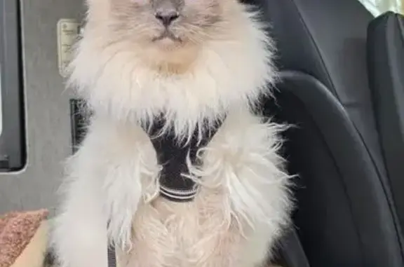 Missing cat Klamath, photo: Lost male cat, Klamath Beach Road, 3356, Klamath - cream and grey, very friendly