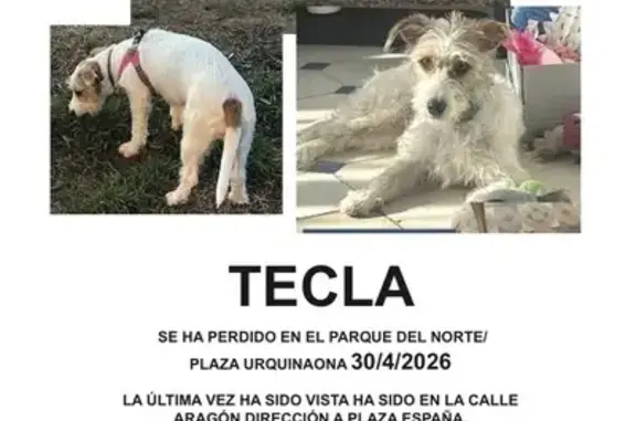 Perdido perro, Carrer dels Almogàvers, 59, Barcelona - jack russel con pelo largo - photo