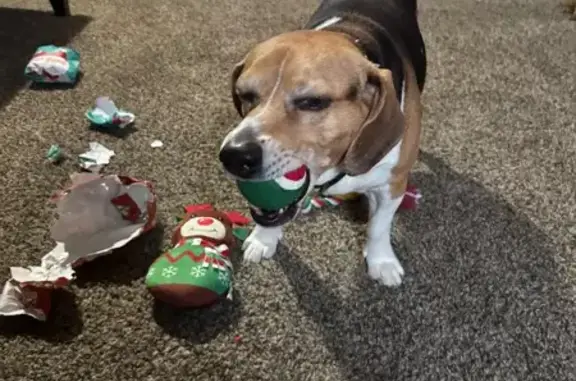 Lost dog, Kelly Avenue, Akron - black and brown with white belly - photo