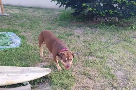 Animaux trouvés Saint-Loubès, photo: Chien trouvé, Rue Saint-Aignan, Saint-Loubès - pitbull beige et marron