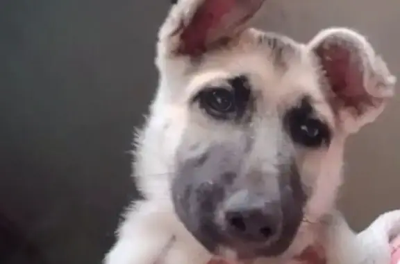 Female, German Shepherd. She's got whitish collar with pinkish belly, grey and black back with striped tail. Last seen at Makoto tuckshop at Unit C Mankweng at 17:57. Tuckshop owner instructed my son to tie her outside as dogs are not allowed in his shop. In less than 10 min it was gone. Please help us find her.