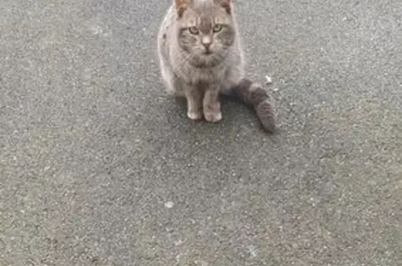 Animaux perdus Steenvoorde, photo: Chat perdu mâle, Le Clos Saint-Sébastien, Steenvoorde - gris