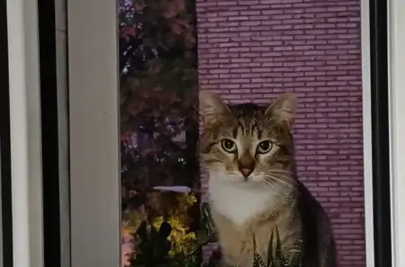 Perdido gato, Calle Alborea, 2, Sevilla - atigrado y pecho blanco - photo