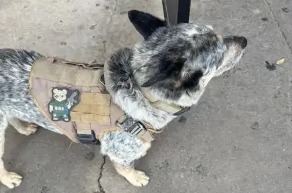 Lost and found pets El Paso, photo: Found dog, Gateway Boulevard West, El Paso
