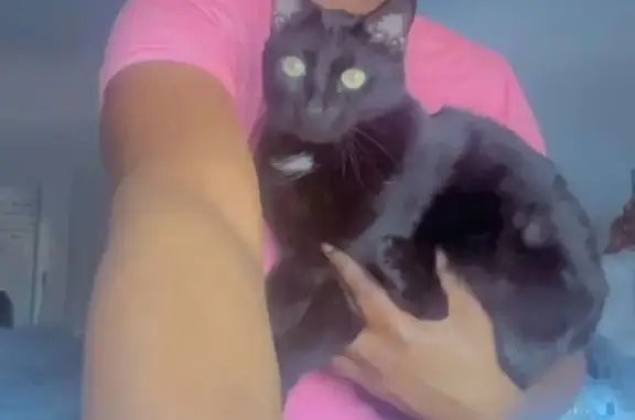 Micah is a black cat with a little white patch on his neck/chest area and has green eyes. He is very gentle and curious. He does not have claws. He's a very sweet boy. He has always been an indoor cat. No collars or tags.