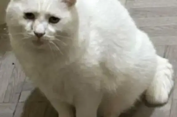 Chat perdu, Rue Victor Hugo, Rosny-sous-Bois - mâle aux poils blancs - photo
