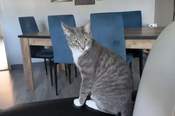 Animaux perdus Orléans, photo: Chat perdu, Rue Ponsardin, Reims - mâle gris pucé