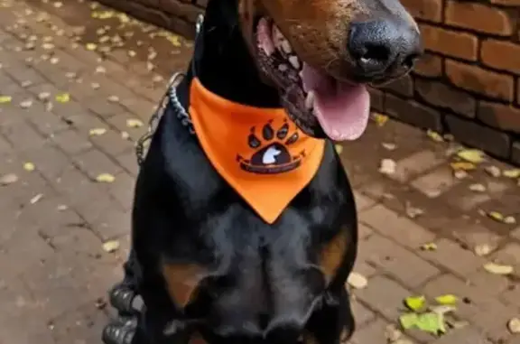 Lost pets Midstream, photo: Lost male dog, Van Riebeeck Road, 58, Midstream - black and tan Dobermann