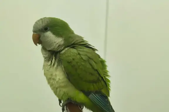 Cotorra Argentina encontrada, se puso en nuestra terraza y entro a la casa, es muy dócil. Tiene la ventana abierta y no se va. Se sube al hombro y emite sonidos.