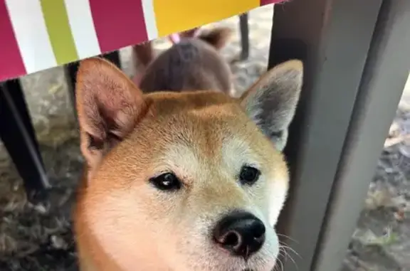 Animaux perdus Paris, photo: Chien perdu, Rue Louis Breguet, Villenave-d'Ornon - Shiba Inu de 10 ans