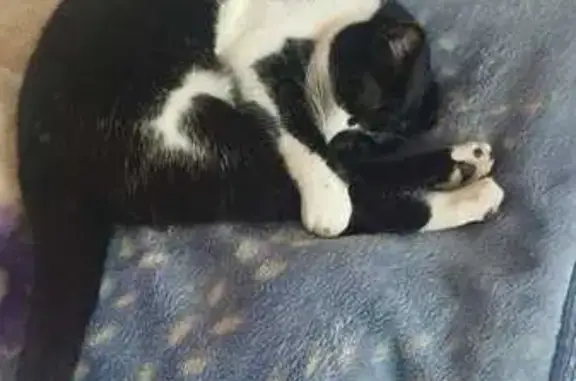 Perdido gato macho, Avenida de Mijas, 24, Fuengirola - photo