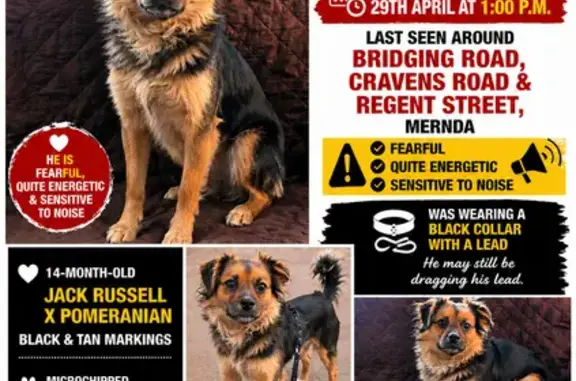 Lost male dog, Sackville Street, 37, City of Whittlesea - black body with tan face - photo