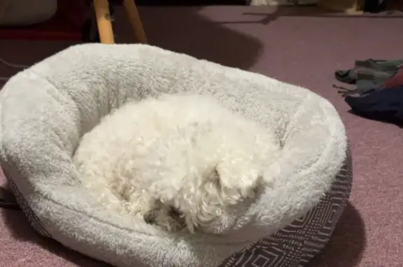 Lost dog, 94th Drive, New Berlin - female Bichon - photo