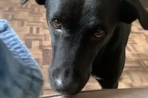 Cachorro perdido Fêmea (brl002725) - photo