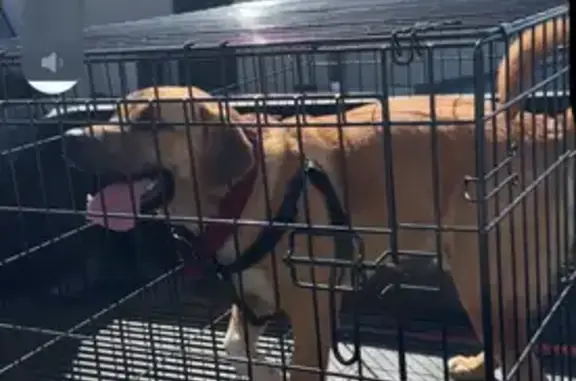 Lost dog, Forrest City, Arkansas - male with freckles and floppy ears - photo