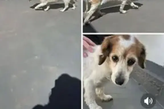 Perdido perro, Orihuela, Comunidad Valenciana - hembra blanca con manchas marrones - photo