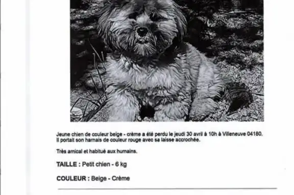 Chien perdu, Villeneuve, Peipin - beige avec harnais rouge - photo