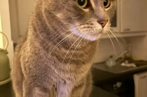 Chat perdu, Paris, photo: Chat perdu, Résidence Lycée Est, Marseille - mâle gris aux yeux verts