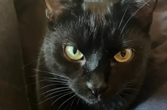 Chat perdu, Avenue Jean Jaurès, Athis-Mons - chatte noire aux yeux verts - photo